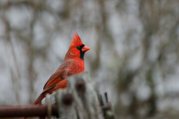 Northern Cardinal (Cardinalis cardinalis) Male