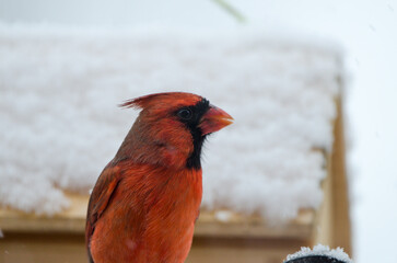 Northern Cardinal (Cardinalis cardinalis) Male