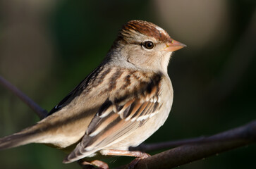 White-crowned Sparrow ( Zonotrichia leucophrys)