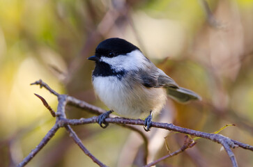 Black-capped Chickadee (Poecile atricapillus)
