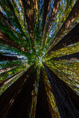 upward view of Redwood Trees in forest
