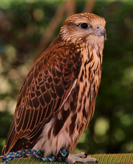 saker falcon also called Falco cherrug is a large species of falcon