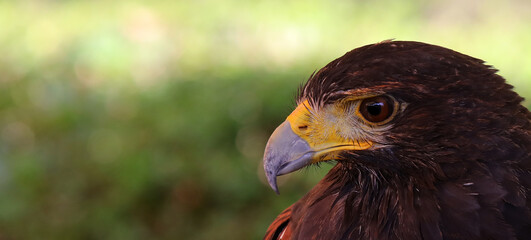 Large yellow hooked bill of the Harris s buzzard