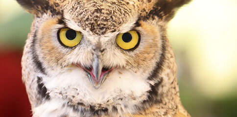 Eurasian eagle-owl also called Bubo Bubo species of owl resides in Eurasia with distinctive ear tufts in head and yellow eyes