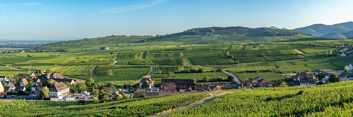 Riquewihr, France - 09 05 2023: Alsatian Vineyard. Panoramic view of vineyard fields along the wine...