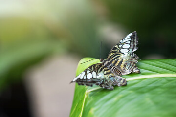 Fototapeta na wymiar Macro photo of beautiful butterfly posing with open wings on leaf of a green plant. Horizontally. 