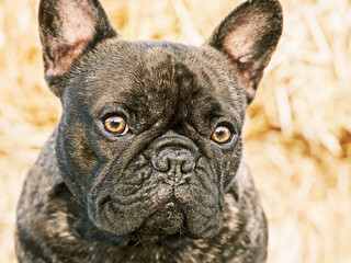 French bulldog portrait. The dog is black with brindle color. A pet, an animal.