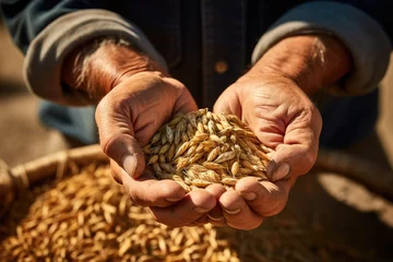 Photo sur Plexiglas Vielles portes Close up hands of old farmer holding wheat crop