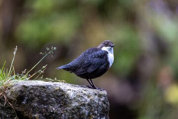 Wasseramsel Jungvogel