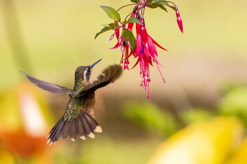 Colibrí Adelomyia Melanogenys © Santiago