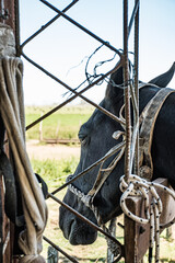 Caballo en un campo en J.B. Molina, Santa Fe, Argentina