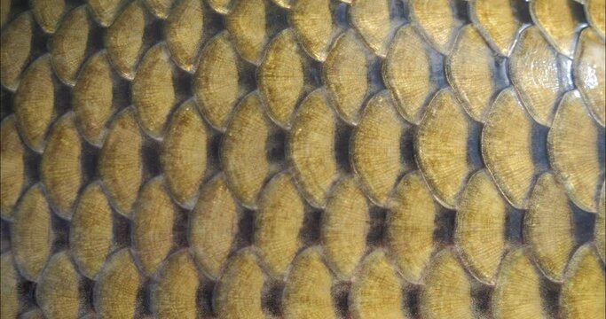 Scales of fish and reptiles close-up. Fish body.