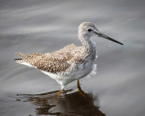 Greater Yellowlegs in the Mattapoisett River Estuary, Massachusetts