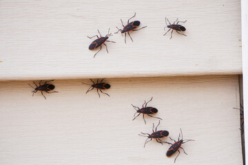 Boxelder bugs or Boisea trivittata cling to the walls of a house during the fall season in America....