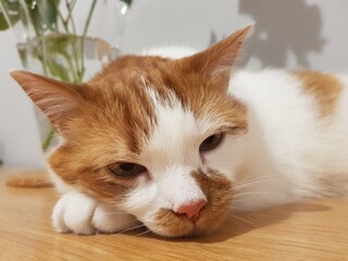 Portrait of a sad cat.