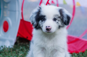 A border collie puppy is lying on the grass. A pet. Dog breeding