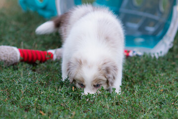 A border collie puppy is lying on the grass. A pet. Dog breeding - obrazy, fototapety, plakaty