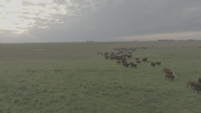 See the cows from above. Hundreds of cows in the Argentine pampas. Long plains, infinite horizons. Huge skies. Miles of grass.