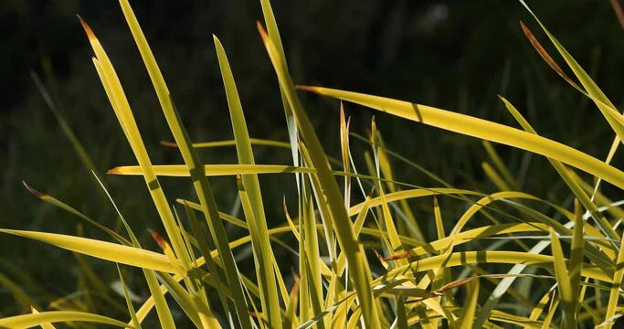 Herbes en au couch&eacute; du soleil