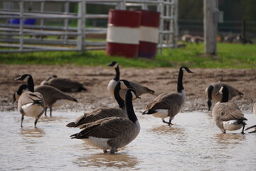 wild geese swim on the lake and relax in the garden.