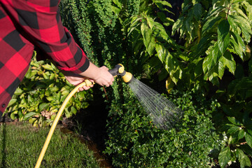 A woman waters the wounds with a sprinkler