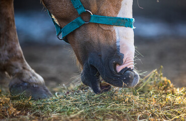 Horse eating hay on ranch