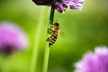 bee on a flower stem