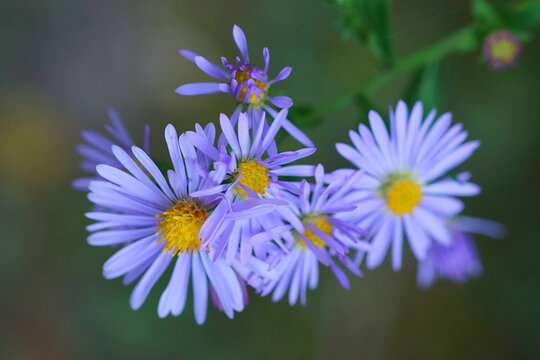 Wildflower - violet prairie aster - Aster amellus