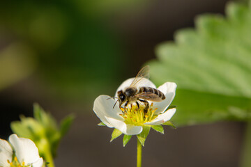 bee on flower