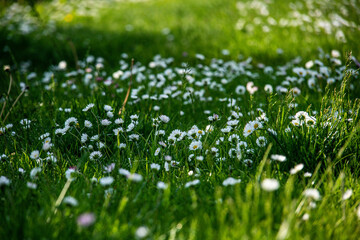 green grass in spring