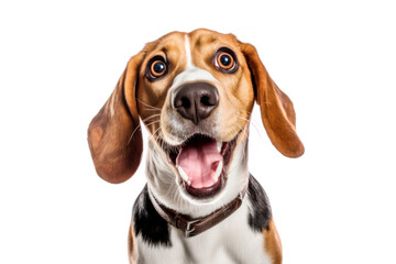 Portrait of curious beagle dog isolated on white background