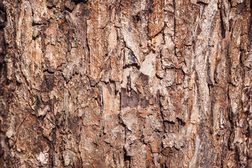 Texture of the bark of an old apple tree, background.
