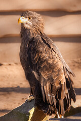 White-tailed eagle (Haliaeetus albicilla) sits on the stone. Close-up portrait largest eagle with brown background and copyspace.