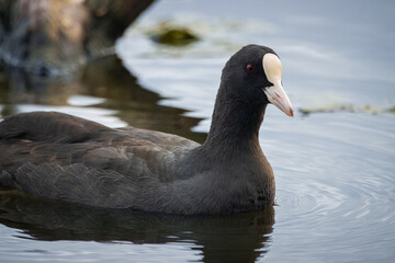 Eurasian coot (Fulica atra), common coot, Australian coot swim in the lake into a camera. It is largely black bird with the white bill and frontal shield and red eyes. Close-up portrait.