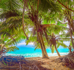 Coconut palm trees by the sea in world famous Anse Lazio