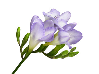 Purple freesia flowers and buds isolated on white or transparent background
