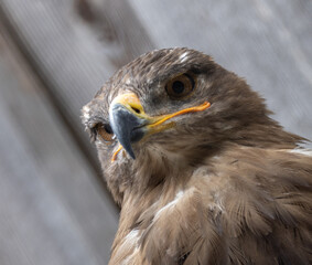 Eagle