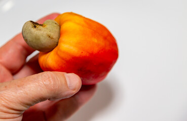 Fresh ripe cashew fruits isolated on white background. Cashew nut. (Anacardium occidentale)