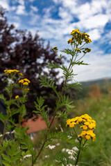 Tansy (Tanacetum vulgare) wild plant. Yellow flowers of tansy