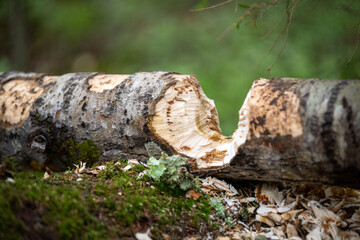 Fototapeta na wymiar Beaver gnawed trees.