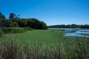 Paisagem Lagoa da Mata, Freguesia de Tocha, Cantanhede - Portugal