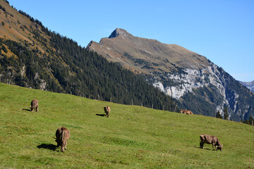 Blick von der Alp Gitschenen auf den Oberbauenstock, Isenthal, Kanton Uri