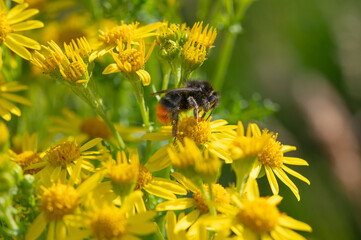 Bumble bee feeding on yellow ragwort flowers.
