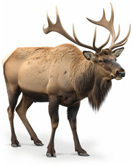 A large elk standing on a white background