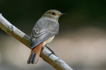 Close-up shot of female Common Redstart 