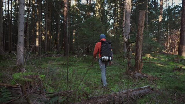 Hiking, forest, travel, active healthy lifestyle, adventure, vacation concept. Man wandering in deep forest with rucksack. Single male goes along woods trail. Autumn season. Solo outdoors activity. 