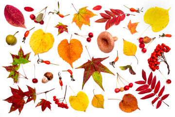 Autumn natural leaves isolated. Dry fall leaf herbarium colorful foliage. Realness of the nature...
