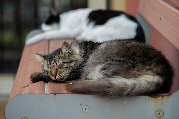 Tabby cat sleeping on bench