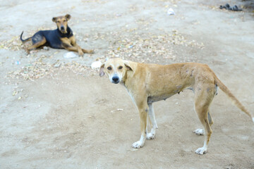 pakistani street dog street dog dog lover dog love brown dogs