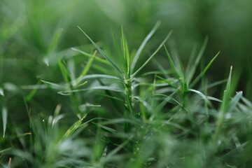 green grass with dew